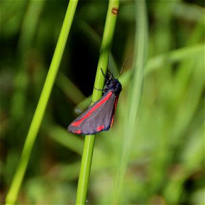 Cinnabar Moth photo