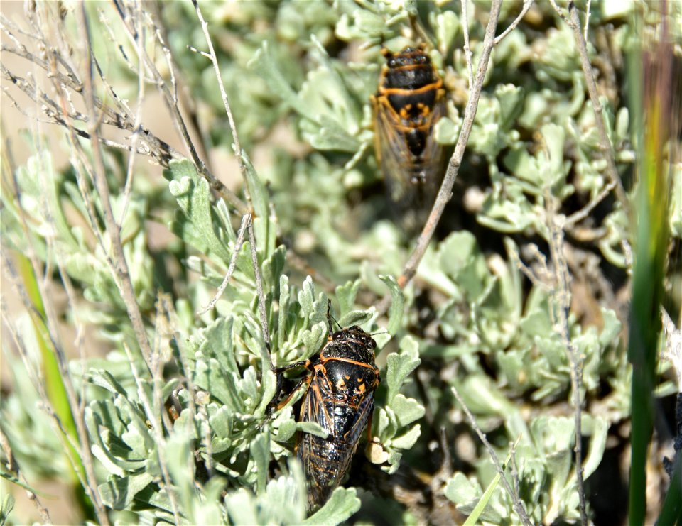 Sagebrush cicada at Seedskadee National Wildlife Refuge Wyoming