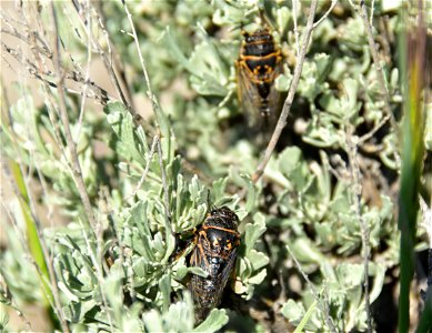 Sagebrush cicada at Seedskadee National Wildlife Refuge Wyoming