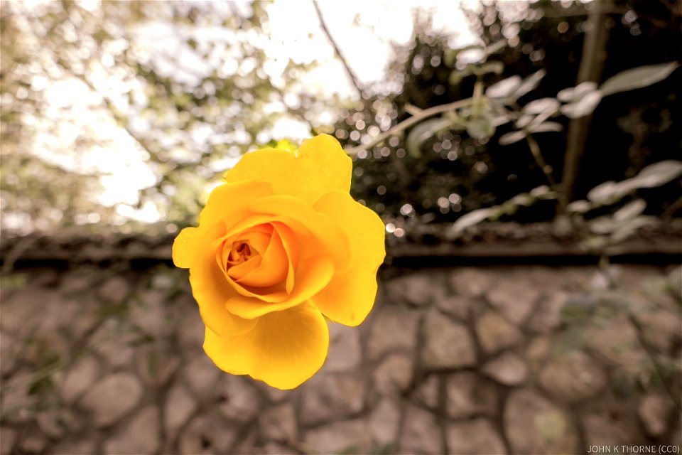 Autumn Rose The Friars Aylesford