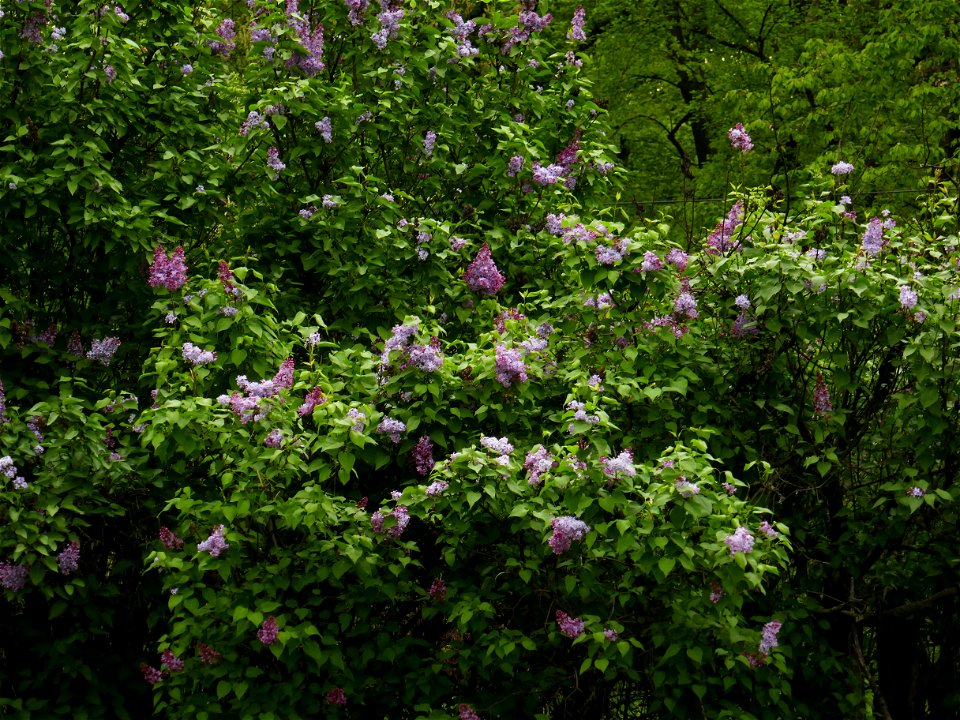Herestrau Park in spring (3)