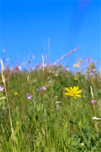 Wildflower Field on the National Elk Refuge