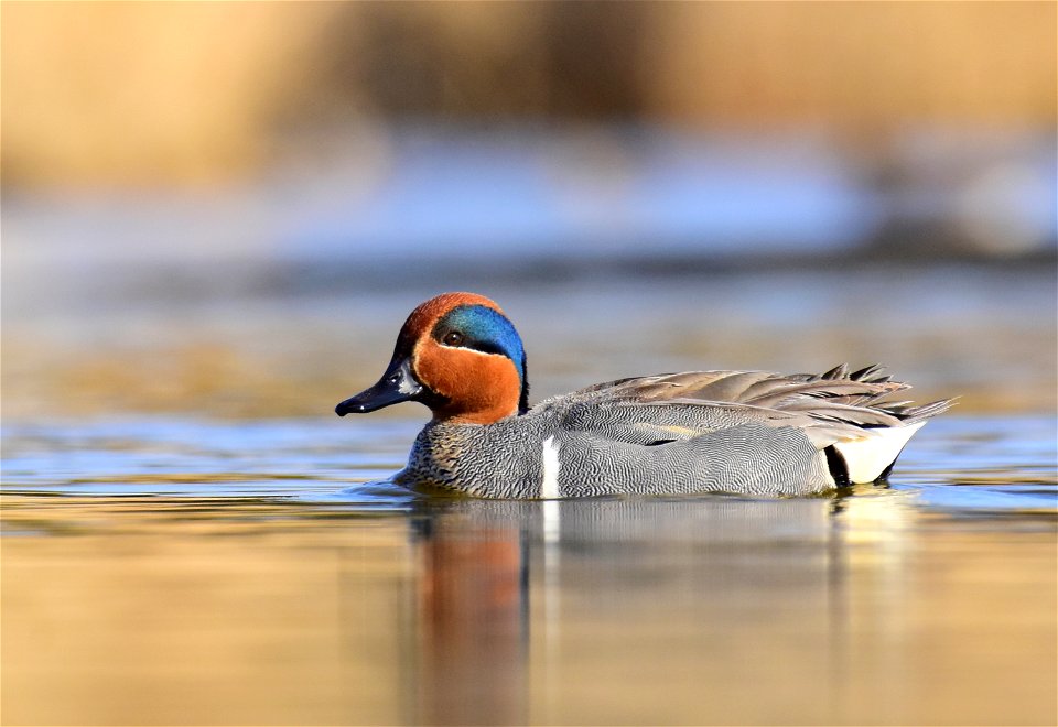Green-winged teal at Seedskadee National Wildlife Refuge