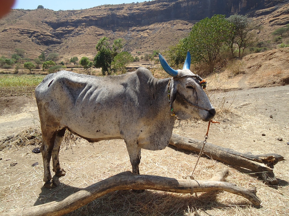 Domestic livestock ox photo