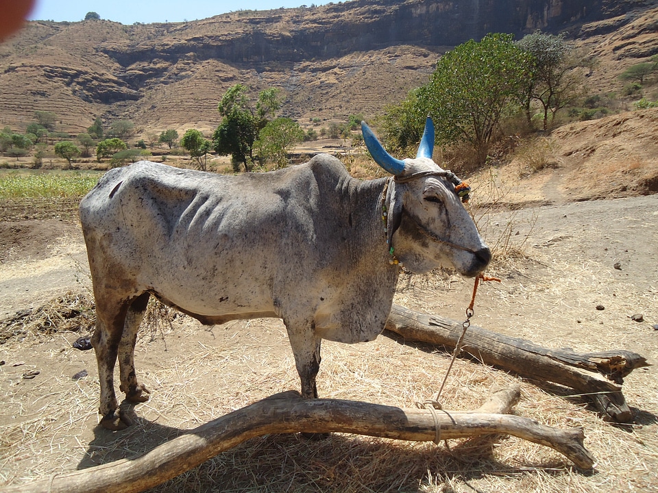 Domestic livestock ox