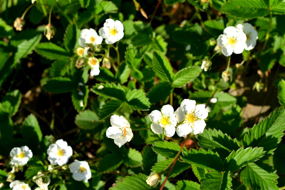 Wild Strawberry flowers