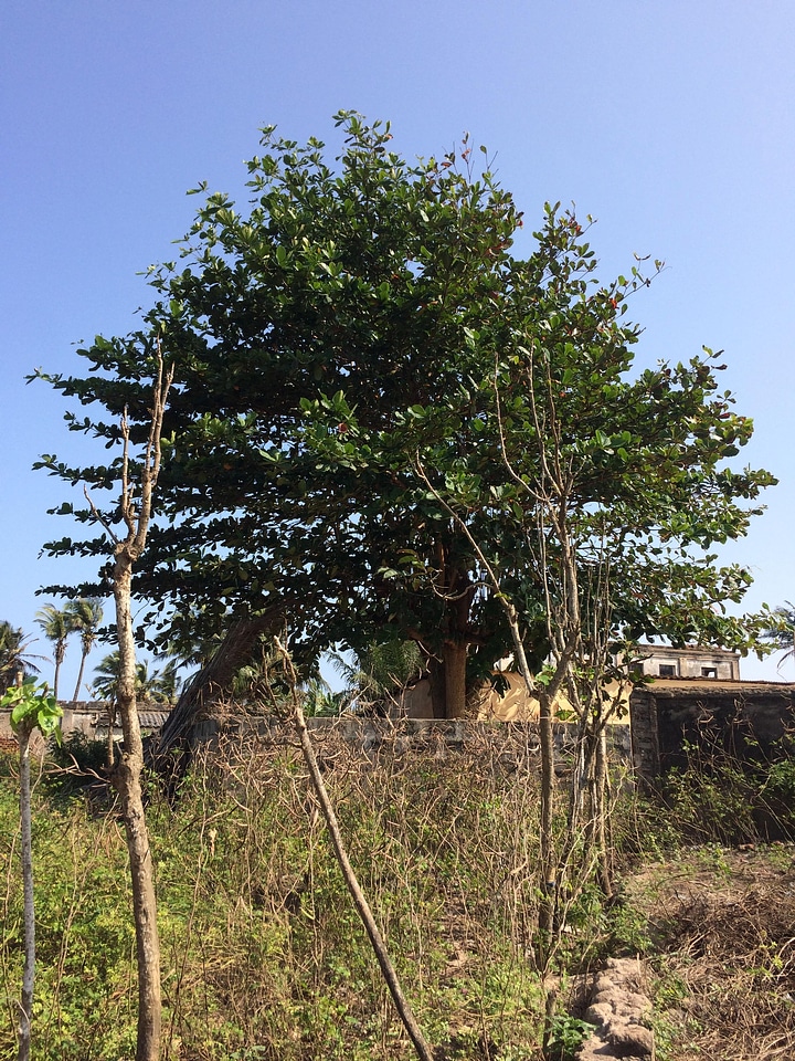 Cityscape trees building