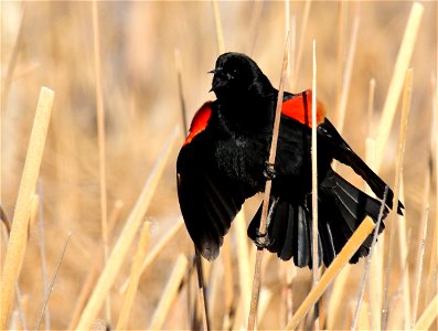 Red-winged blackbird at Seedskadee National Wildlife Refuge photo