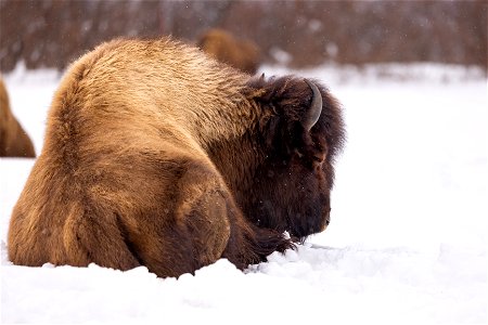 Wood bison in the snow photo