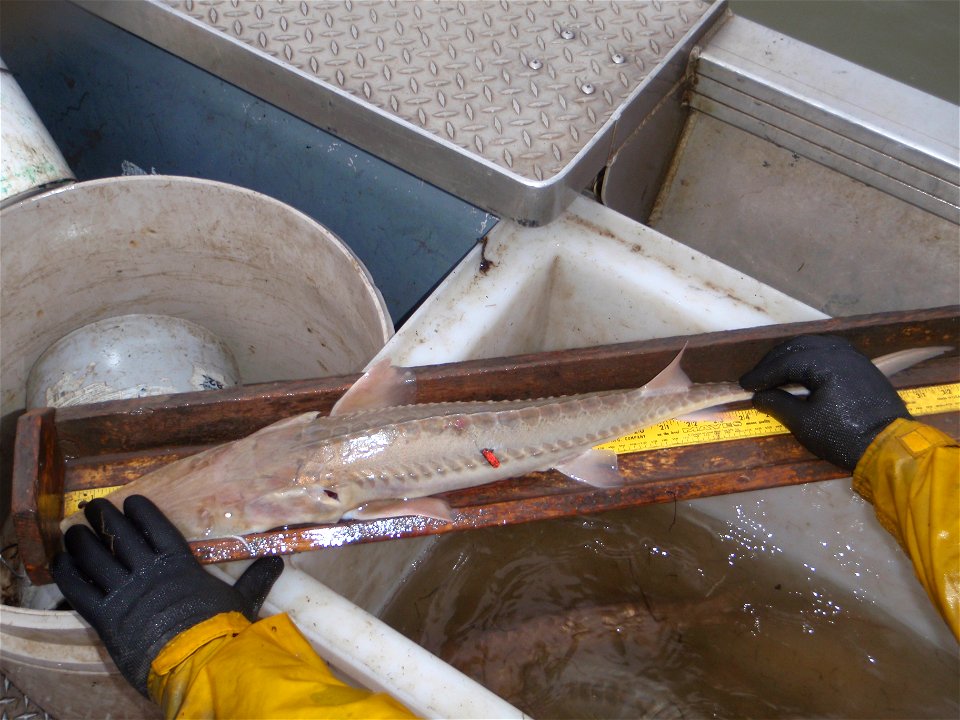 Dangler tag on pallid sturgeon