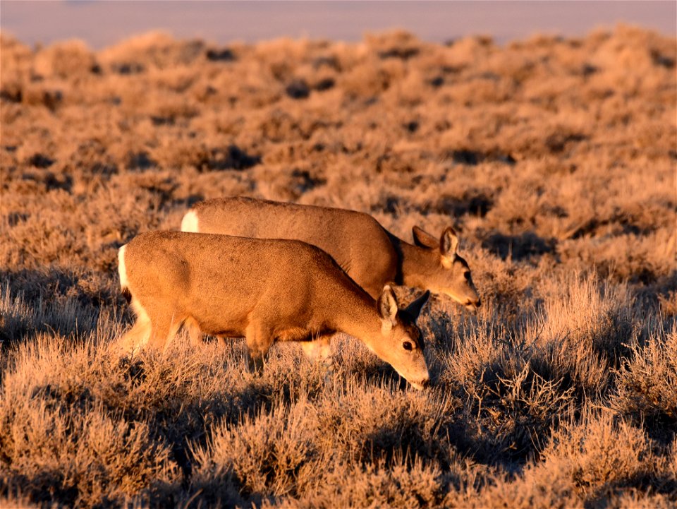 Mule deer at Seedskadee National Wildlife Refuge
