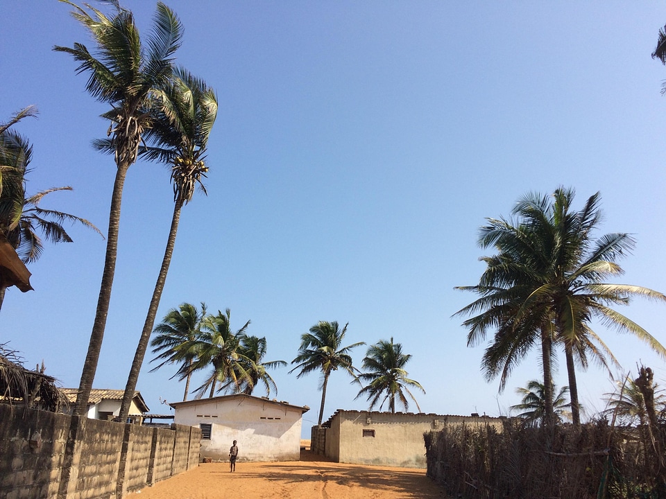 Cityscape trees coconut