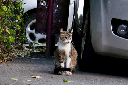 independent_cats_str2017_0624_072917 photo