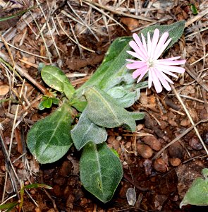 Silene hookeri (Hooker's Campion) (05-03-2022) west of o'brian on lone mt rd at or mt botanical area, josephine co, or-01