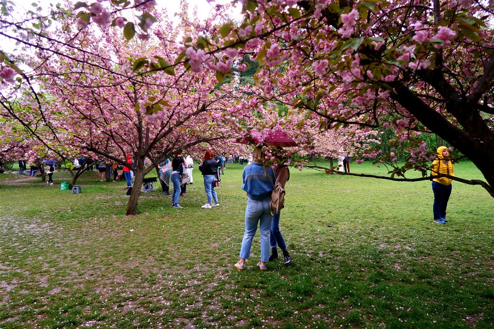 japanes_garden_rain_Herastrau (78)