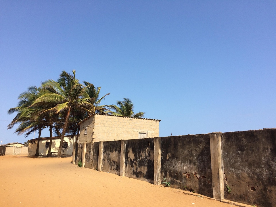 Cityscape trees coconut