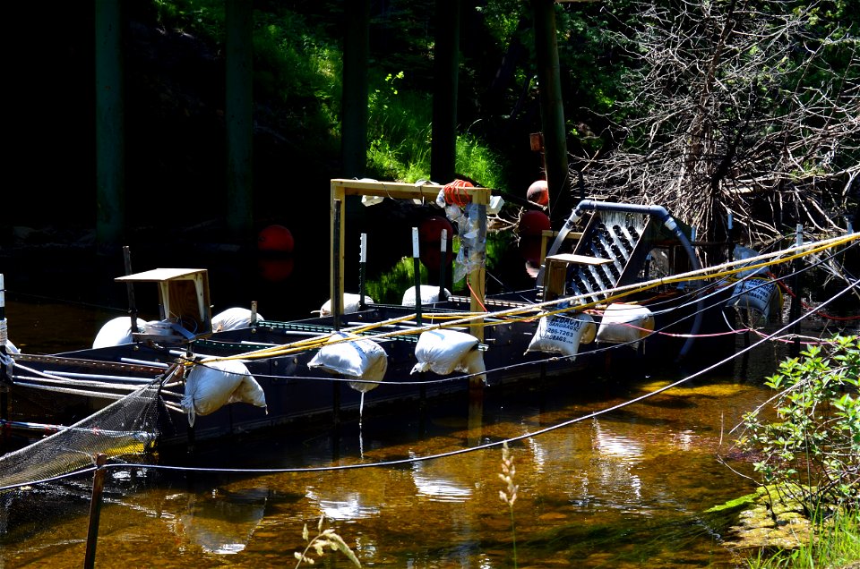 Eel Ladder Research