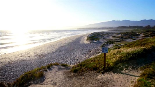 B-roll for media use. Western snowy plover mating ritual