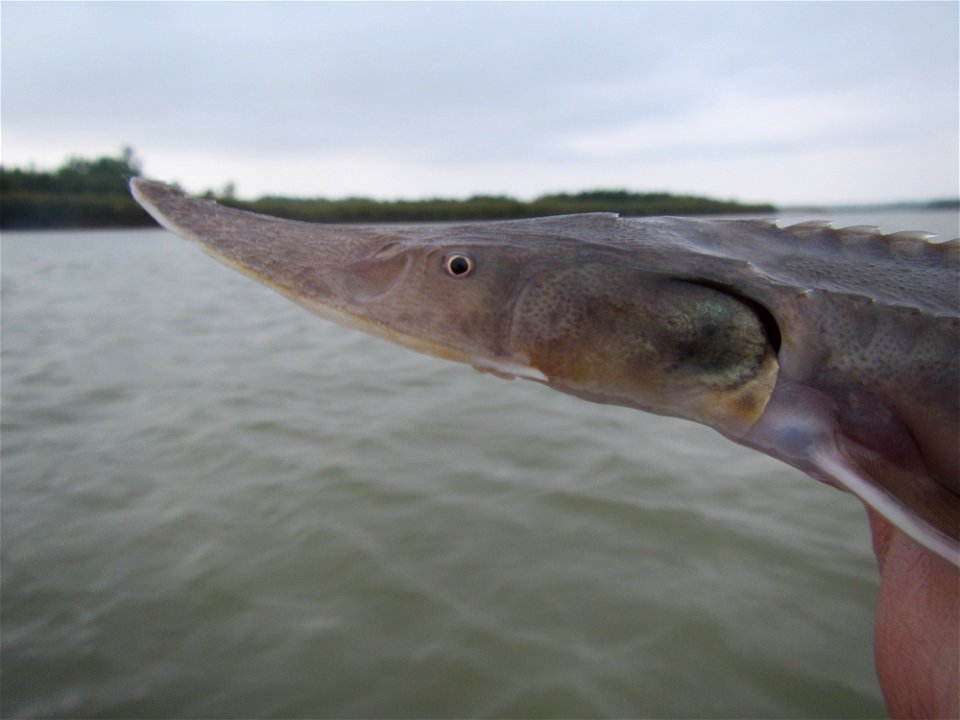 Sturgeon Close-Up