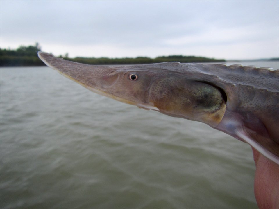 Sturgeon Close-Up photo