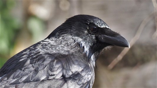 Rabenkrähe - Portrait
