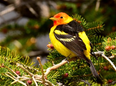 Western tanager at Seedskadee National Wildlife Refuge