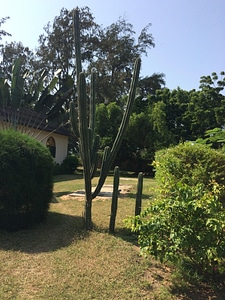 Cityscape trees plants