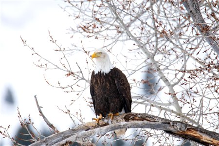 Bald Eagle on the National Elk Refuge photo