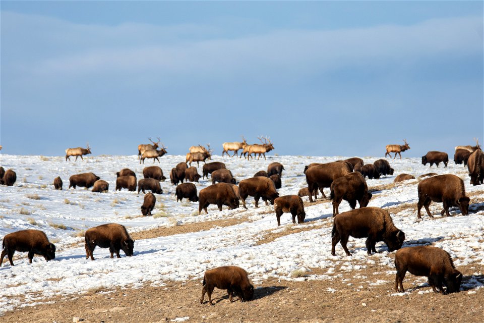 Elk & Bison on the National Elk Refuge