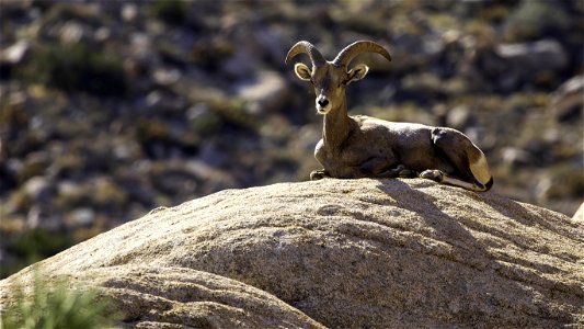 Bighorn Sheep on Ryan Mountain