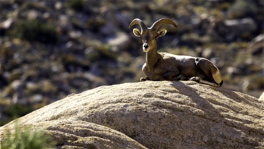 Bighorn Sheep on Ryan Mountain photo