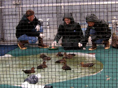 Visiting the captive eider flock at the Alaska Sealife Center