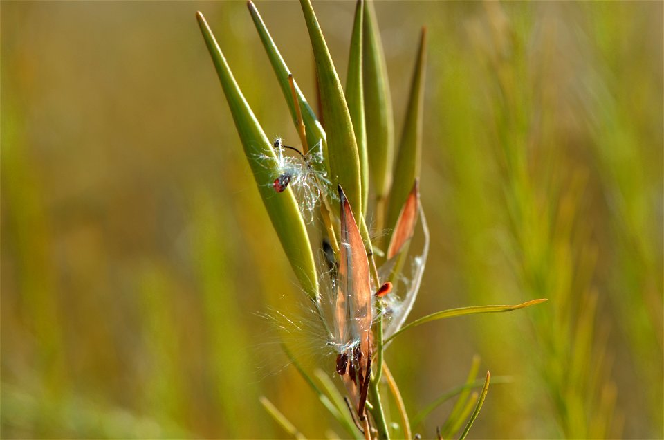 Whorled milkweed seed pod