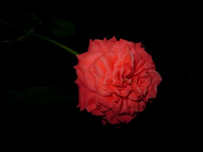 trand_rosumic2011_1118_202957