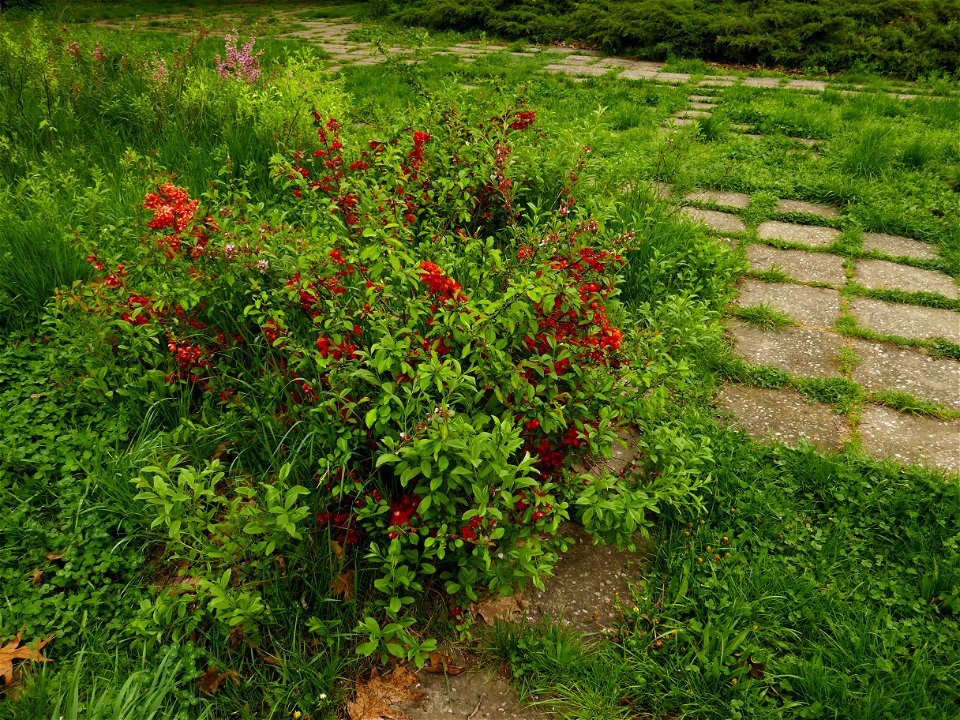 Herestrau Park in spring (30)