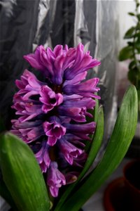 Hyacinth_zambile--2023_0225_155730(1)
