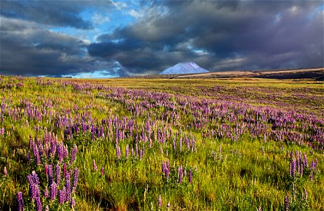 View of Mt Adams and field of lupine in Wasco county, Oregon photo