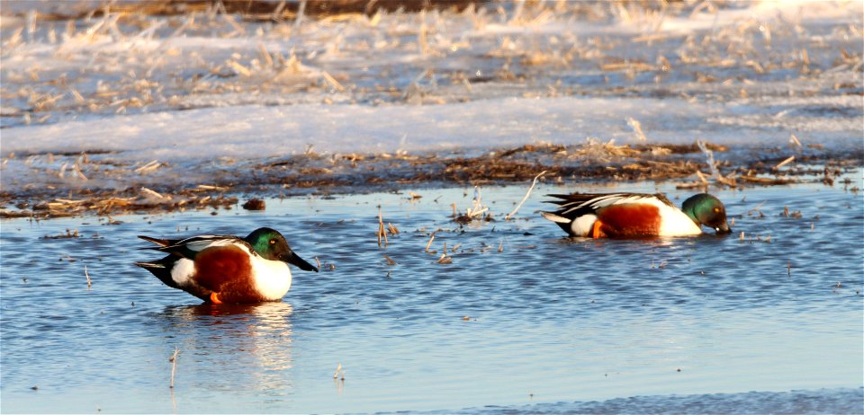 Northern Shovelers Huron Wetland Management District photo