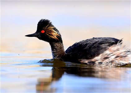 Eared grebe at Seedskadee National Wildlife Refuge photo