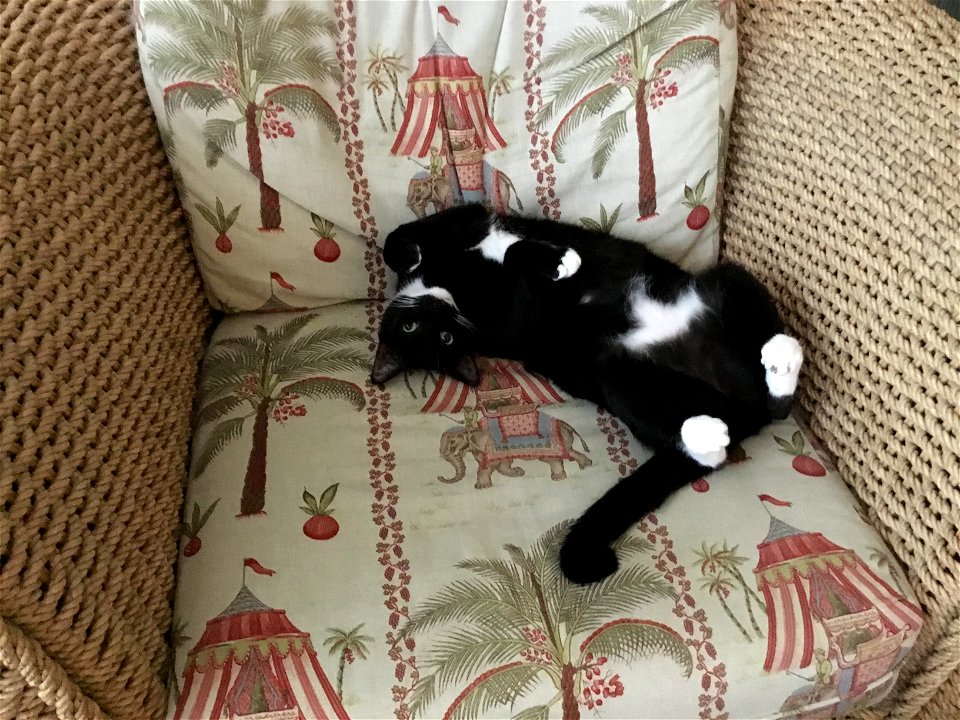 Favorite position...rolling over for a tummy rub.