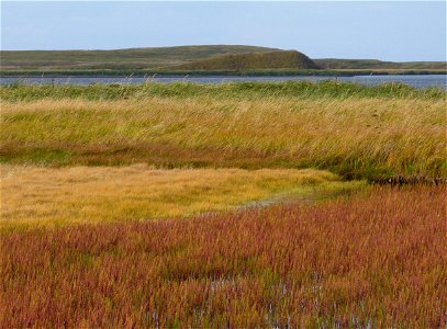 Fall colors at Izembek photo