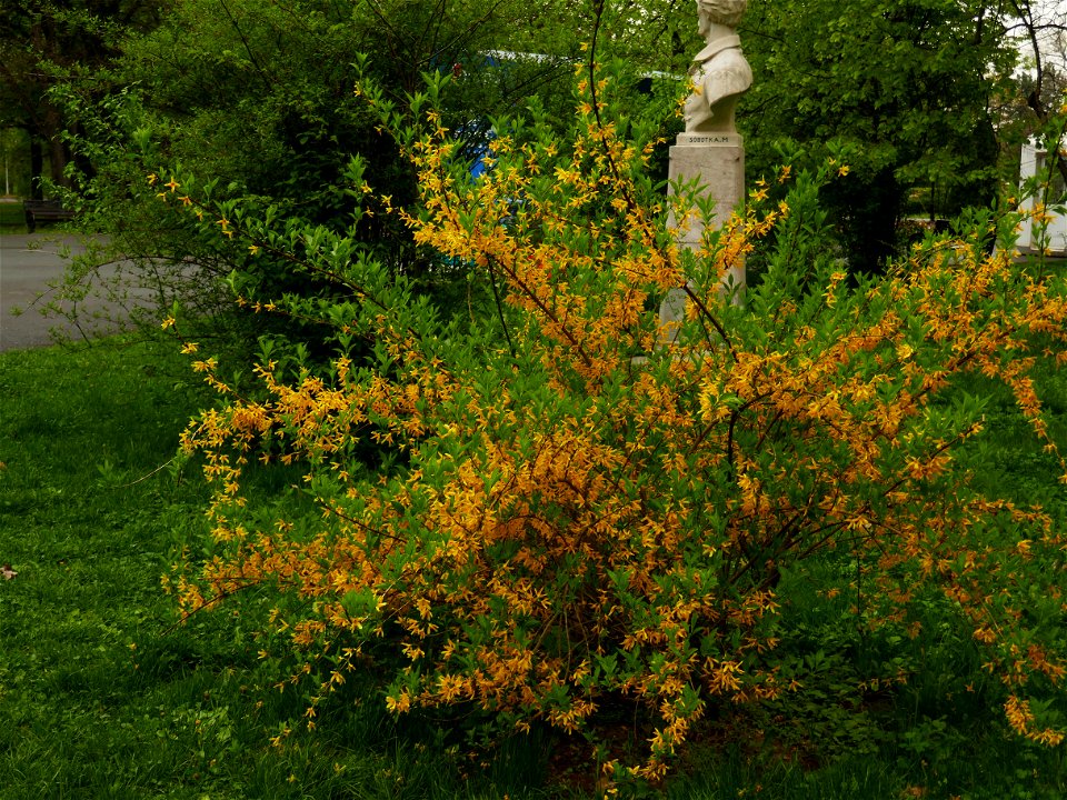 Herestrau Park in spring (36)