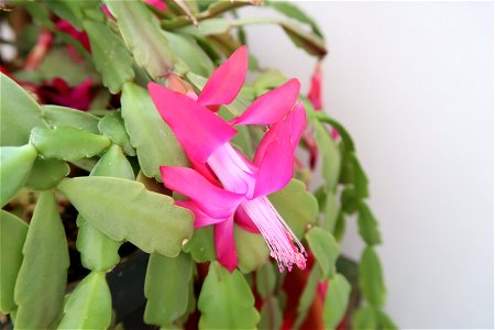 Christmas_cacti_2023_0217_105722(1)
