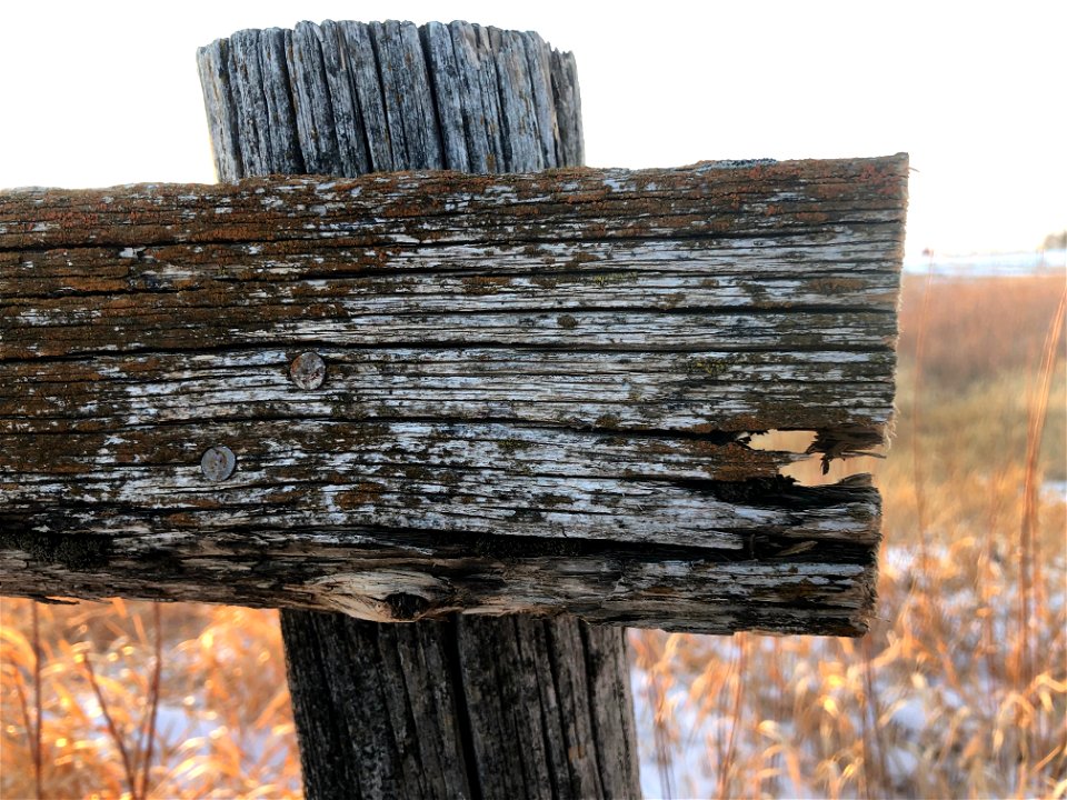 Fence Shark photo