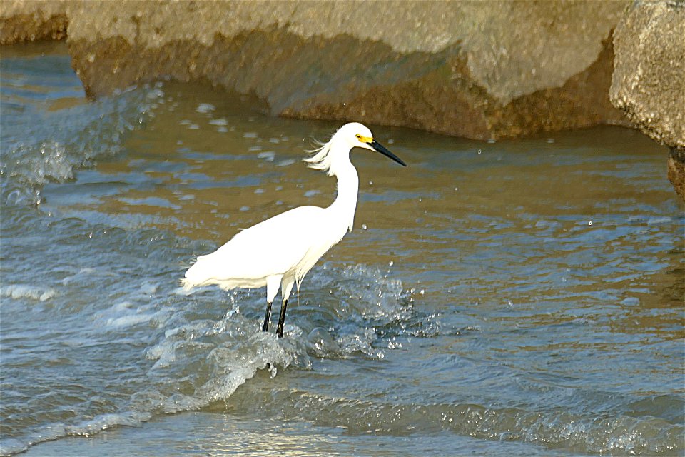 SNOWY EGRET- NORTH BEACH-P1910251 photo