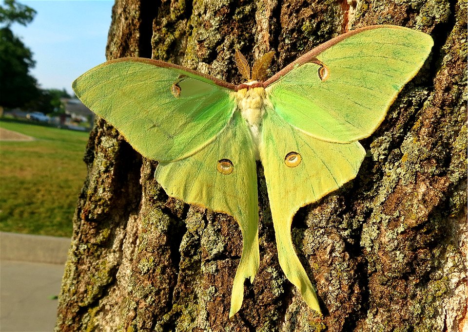 Lovely luna moth at the Neosho National Fish Hatchery