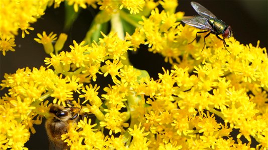 Schmeißfliege und Honigbiene in Kanadischer Goldrute (Solidago canadensis L.)