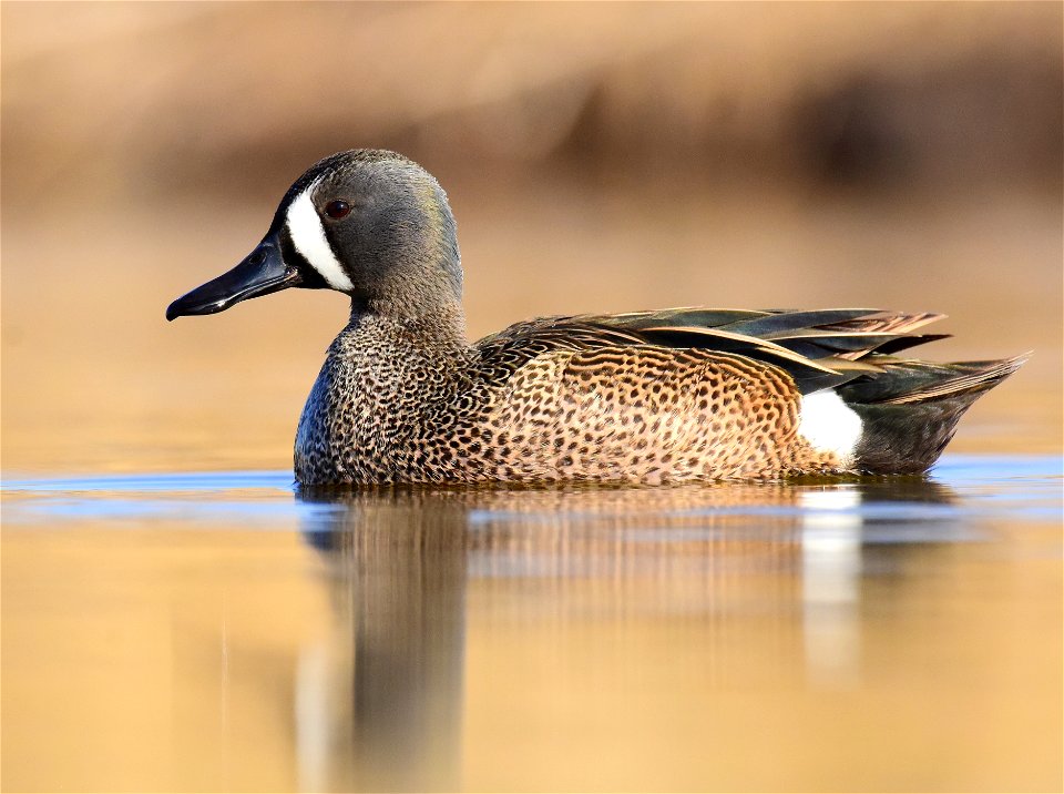Blue-winged teal at Seedskadee National Wildlife Refuge