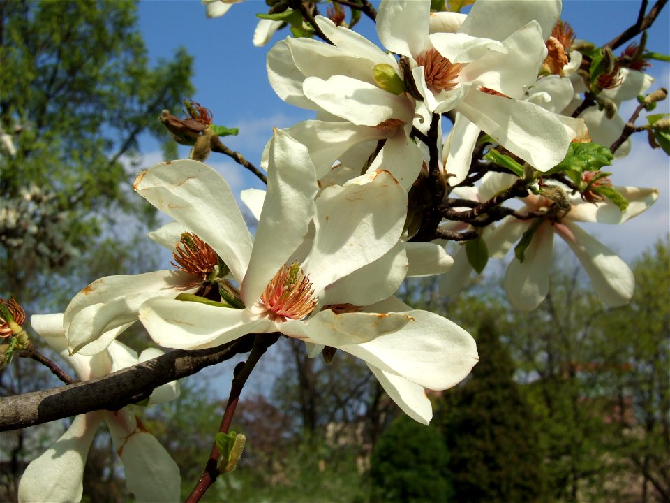 gradina botanica_105