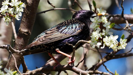 Der Star im Zwetschgenbaum